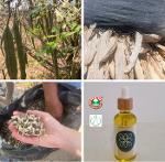 Moringa olie biologisch, niet gecertificeerd
