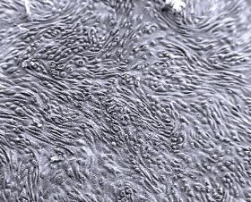 ipCELLCULTURE™ Track-Etched Membraanfilters